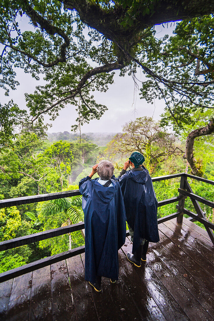 Vogelbeobachtung auf der Aussichtsplattform eines 43 m hohen Kapokbaums in der Sacha Lodge, Coca, Amazonas-Regenwald, Ecuador, Südamerika