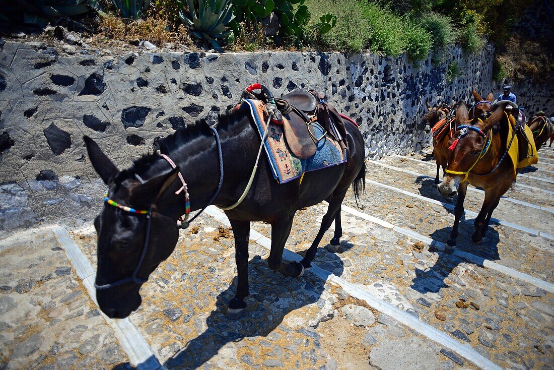 Maultiertaxis und Eselreiten in Fira, Santorin, eine grausame Tradition, die nach Ansicht vieler Tierschutzorganisationen zu Tiermissbrauch beiträgt.