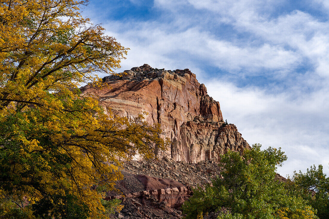 Herbstlich gefärbte Cottonwood-Bäume, Populus fremonti, und Sandsteinfelsen im Capitol Reef National Park, Utah.