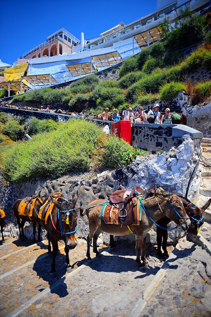 Maultiertaxis und Eselreiten in Fira, Santorin, eine grausame Tradition, die nach Ansicht vieler Tierschutzorganisationen zu Tiermissbrauch beiträgt.