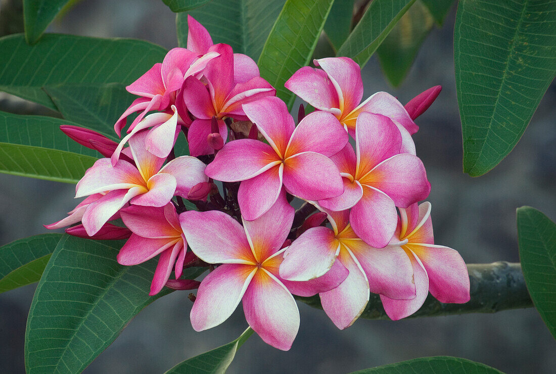 Pink Plumeria blossoms on tree; Hawaii. A hybrid Plumeria species, native to Tropical America; called Frangipani in Ceylon and India.