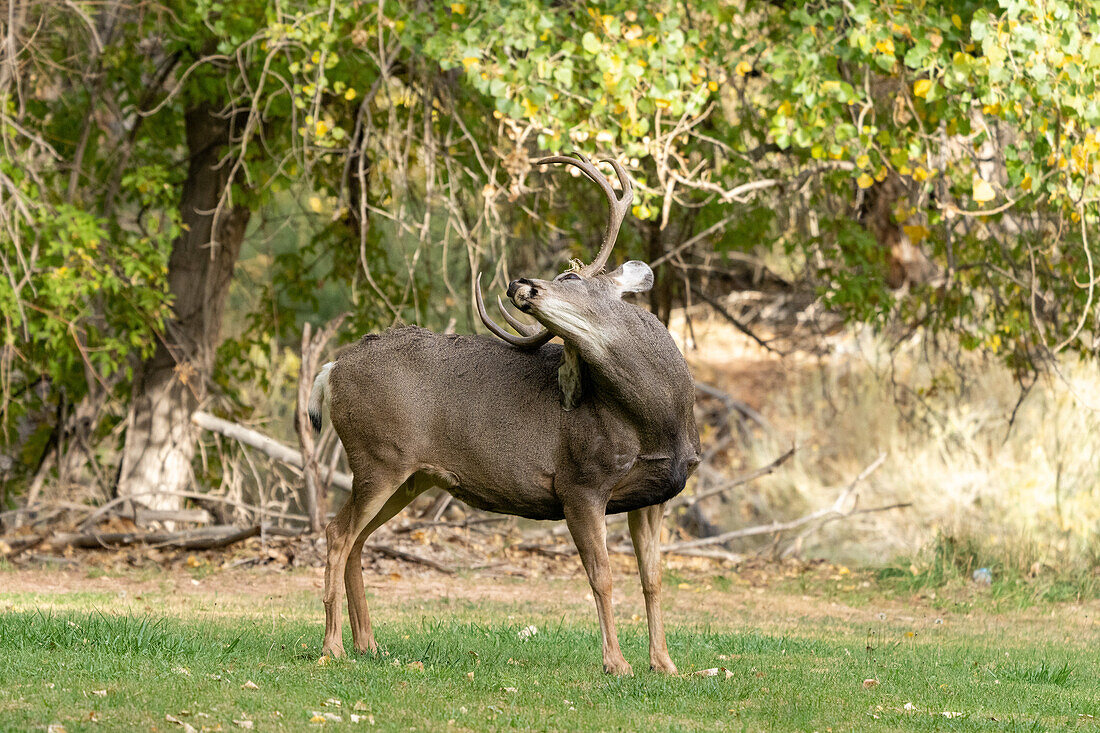 A buck or male Mule Deer, Odocoileus hemionus, rubs his antlers on his back in Capitol Reef National Park, Utah.