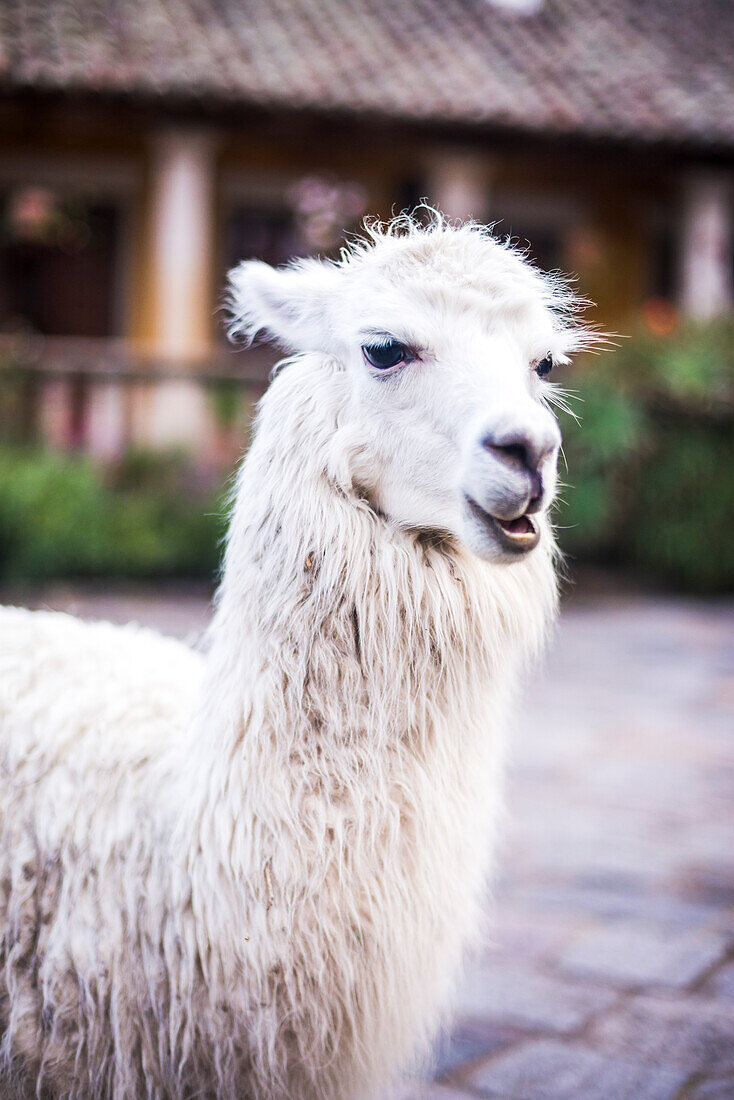 Lama auf der Hacienda San Agustin de Callo, Luxus-Boutique-Hotel in der Nähe des Cotopaxi-Nationalparks, Ecuador, Südamerika