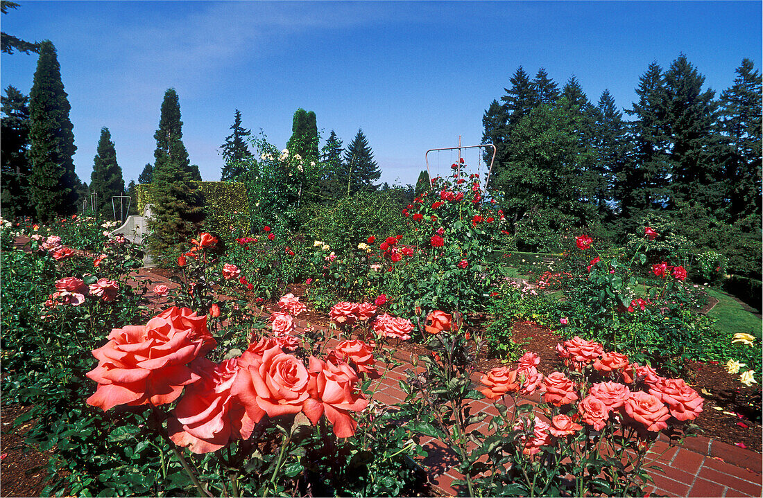 Rosengarten im Washington Park, Portland, Oregon.