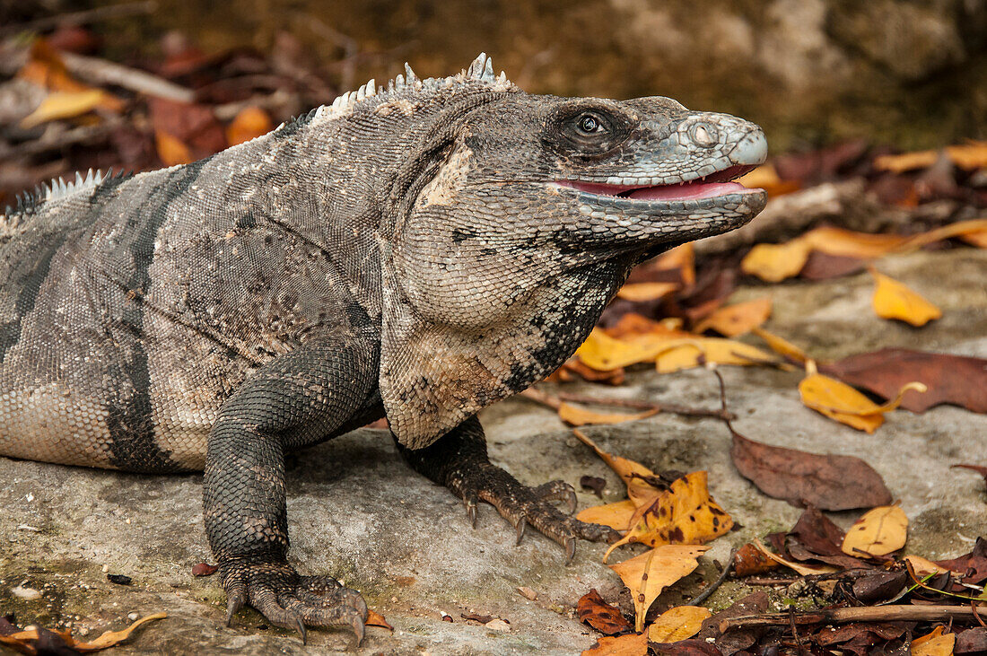 Iguana at Xel-Ha nature park, Riviera Maya, Mexico.