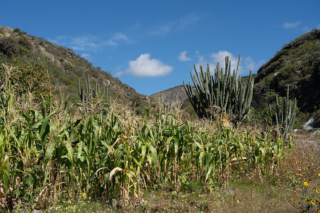 In der Nähe dieses typischen Maisfeldes befindet sich die Guilá-Naquitz-Höhle, in der der früheste Nachweis von domestiziertem Mais gefunden wurde, der etwa 6.250 Jahre alt ist. Oaxaca, Mexiko.