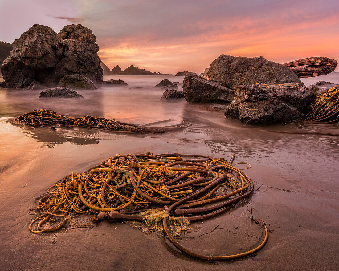 Kelp on the beach at sunrise; Lone Ranch Beach, Samuel H. Boardman State Scenic Corridor, southern Oregon Coast.