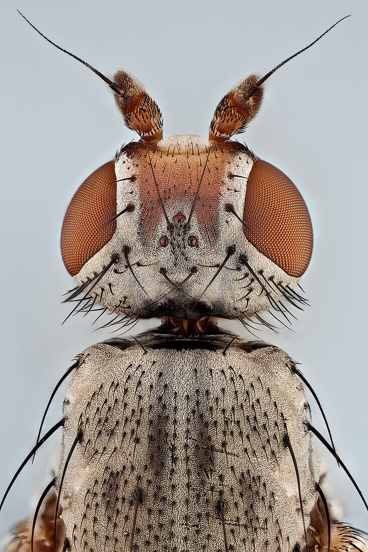 A top view of a small house fly, the ocelli can be seen. These specialized secondary eyes are insuficient to form an image but are more sensitive to light and aid insects during flight