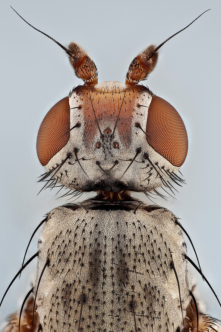 Eine Draufsicht auf eine kleine Stubenfliege, die Ocelli sind zu sehen. Diese spezialisierten Sekundäraugen reichen nicht aus, um ein Bild zu erzeugen, sind aber lichtempfindlicher und helfen den Insekten beim Fliegen.