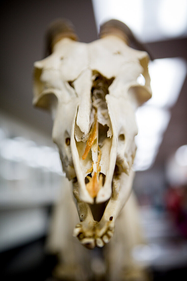 Schädel eines Tieres in College Park, Maryland, USA