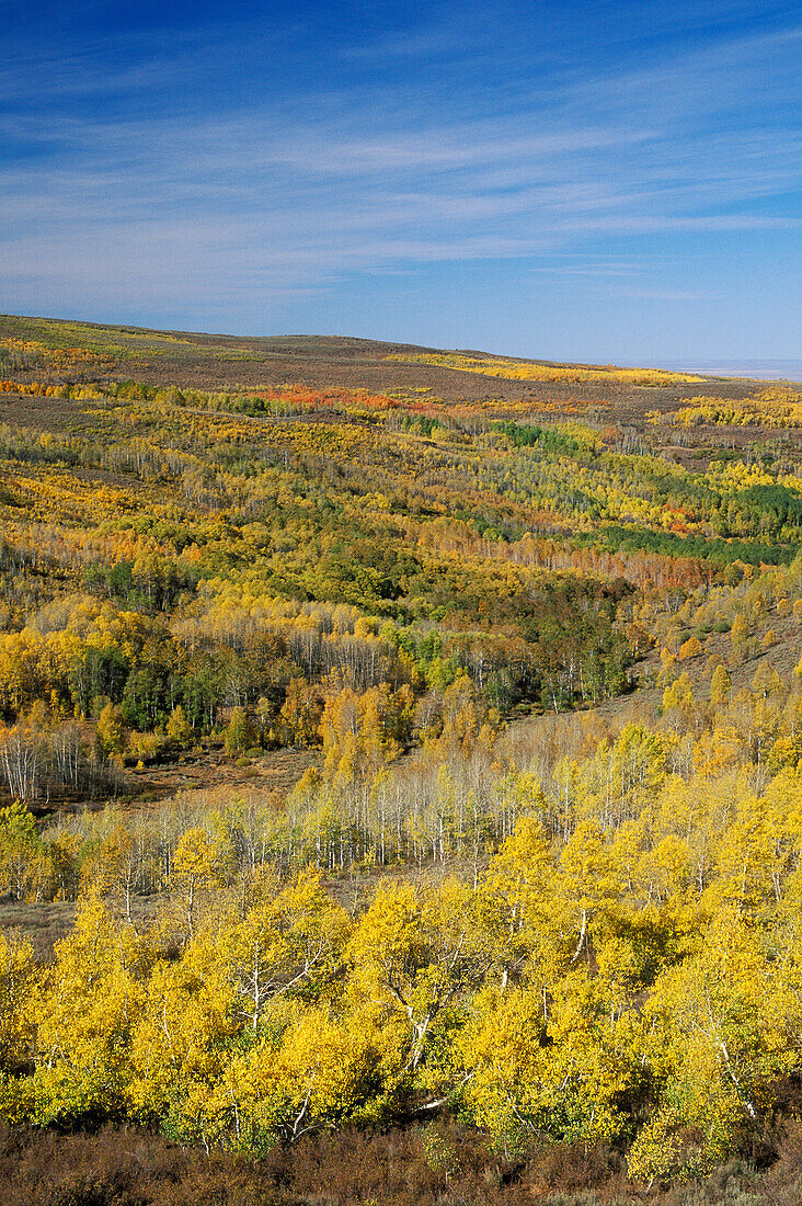 Aspen trees in Autumn at Jackman Park area, Steens Mountain, eastern Oregon.