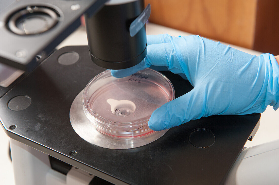 Wissenschaftler mit blauen Handschuhen schaut durch ein Mikroskop in eine Petrischale.