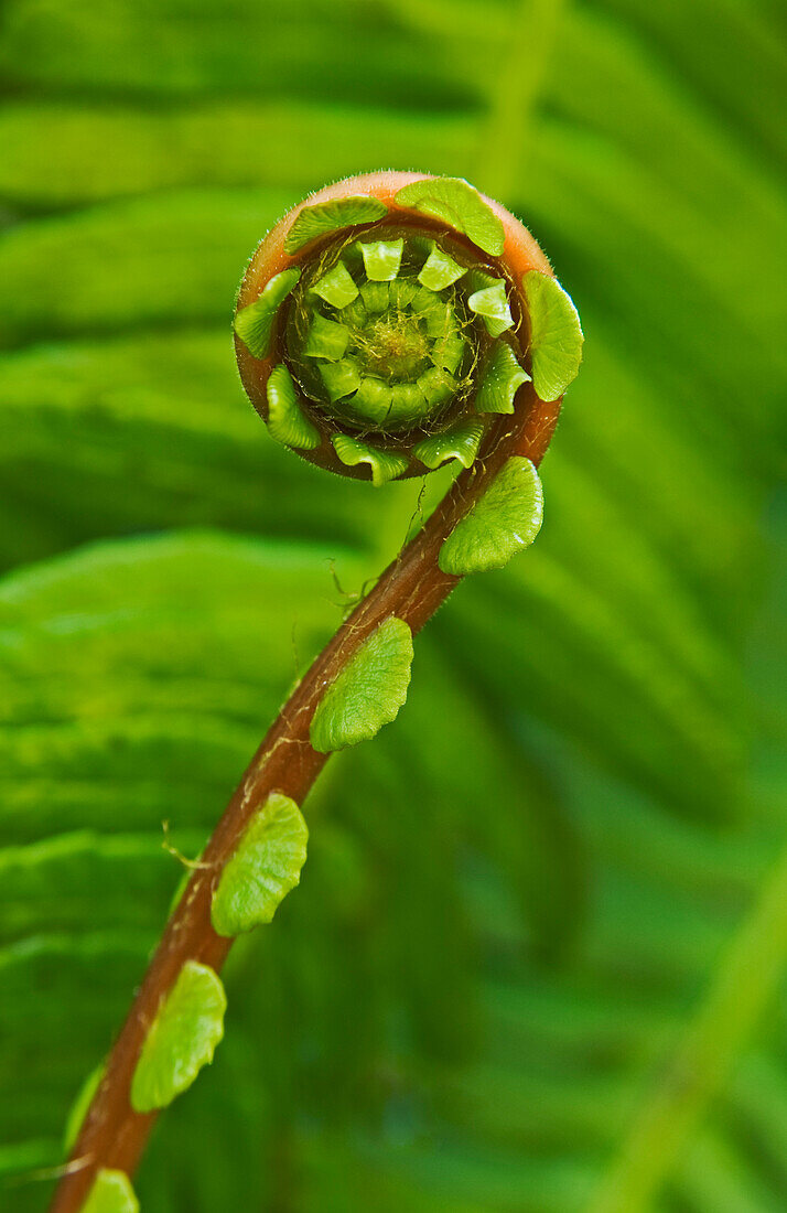 Deer Fern frond; Redwood Nature Trail, Rogue River-Siskiyou National Forest, Oregon.