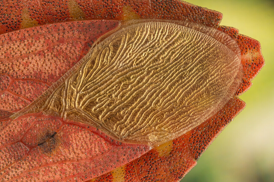 Detail der goldenen Flügel eines Haploprocta sulcicornis