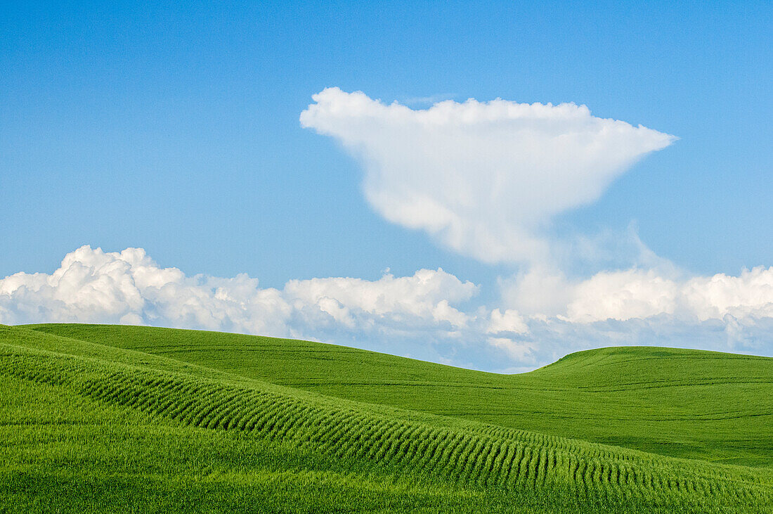 Green field of wheat and cumulous clouds in blue sky; Palouse, Washington.