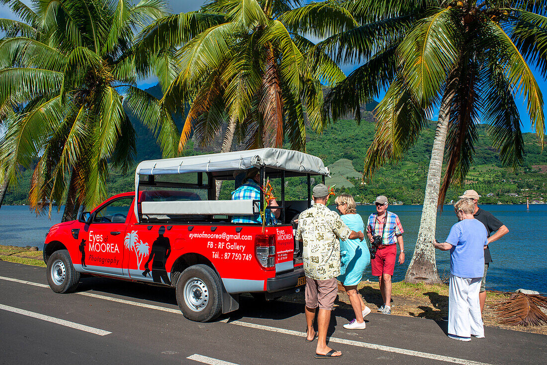 Nature photography workshop in front of wolf enclosure to photograph wolves, Moorea, French Polynesia, Society Islands, South Pacific.