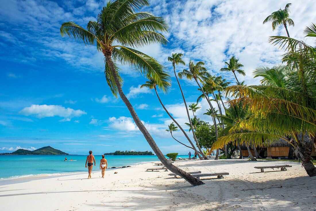 Palmen am Strand des Luxusresorts Le Bora Bora by Pearl Resorts auf der Insel Motu Tevairoa, einem kleinen Eiland in der Lagune von Bora Bora, Gesellschaftsinseln, Französisch Polynesien, Südpazifik.