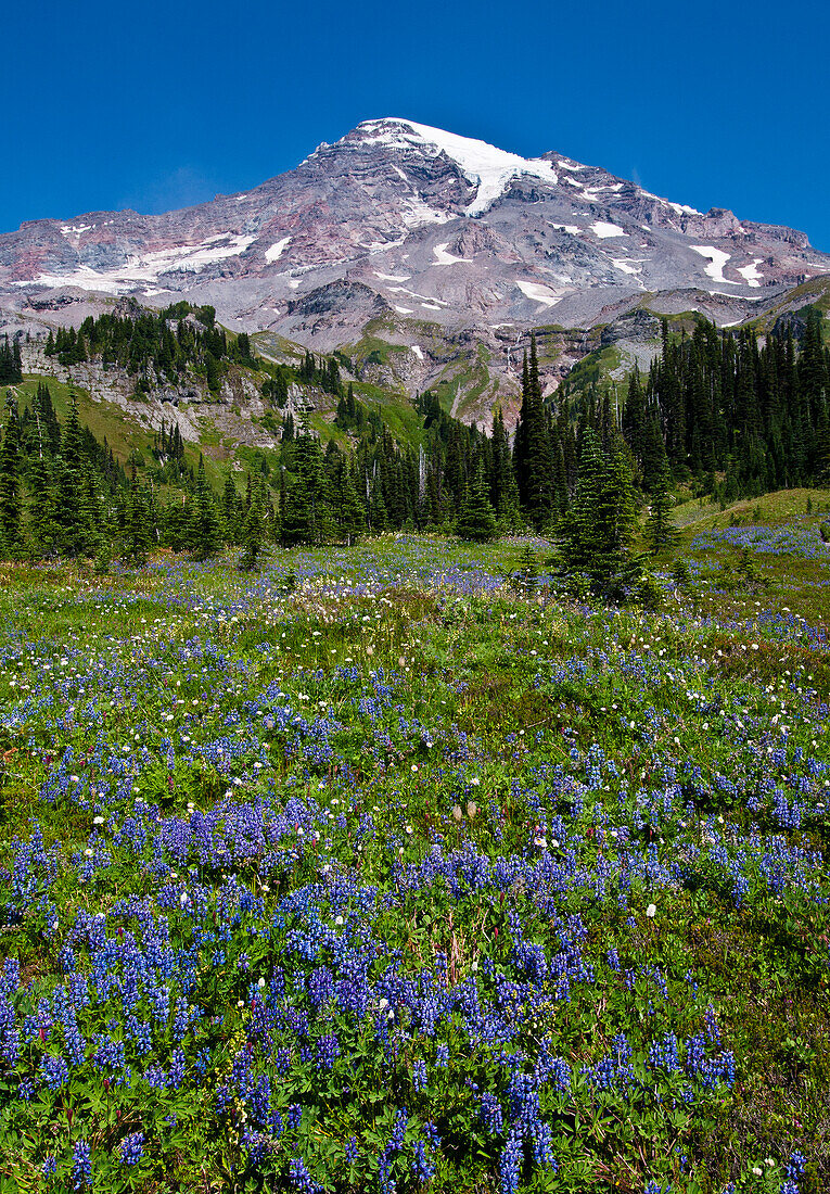 Mount Rainier und Wildblumen auf einer Wiese im Van Trump Park; Mount Rainier National Park, Washington.