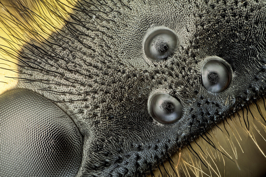 A high magnification picture of the ocelli and ommatidium of a german wasp; a special technique to get a SEM like image was used.