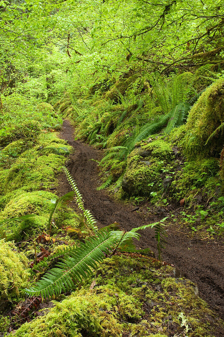 McKenzie River Trail, Willamette National Forest, Oregon.