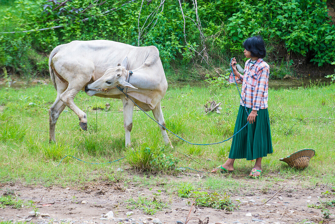 Birmanischer Hirte auf einer Weide mit einem Büffel im Shan-Staat Myanmar