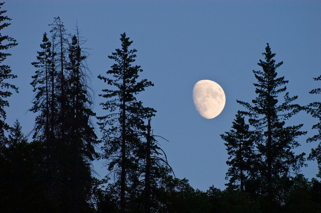 Mondaufgang und Kiefern auf einem Bergrücken oberhalb des Rogue River, Oregon.