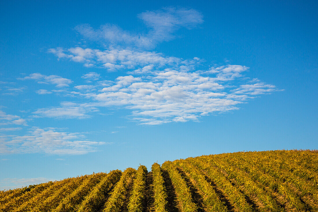 Rows of grape vines at Spring Valley Vineyards, Walla Walla County, Washington.