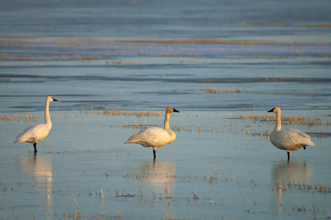 Tundra swans at Lower Klamath National Wildlife Refuge, on the Oregon-California border.