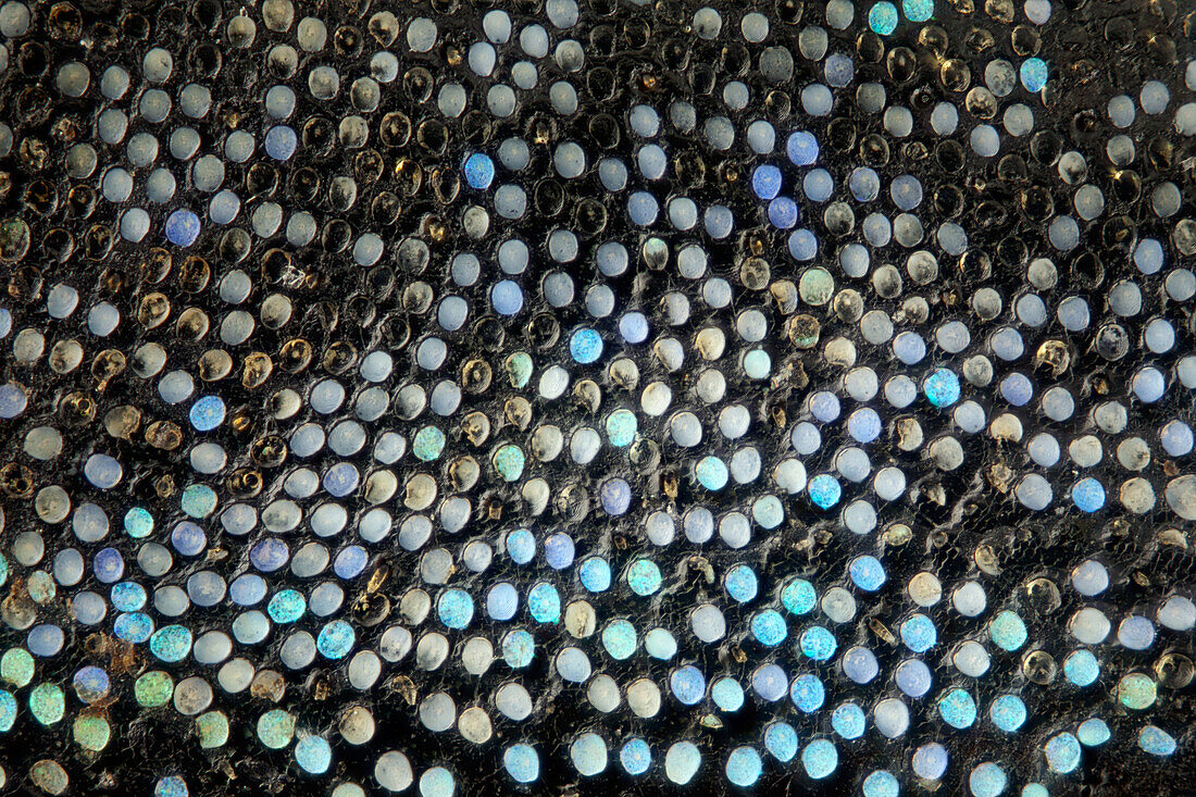 Diese Rüsselkäfer gehören zu den farbenprächtigsten der Welt; Detailaufnahme der Schuppen im Thorax bei starker Vergrößerung