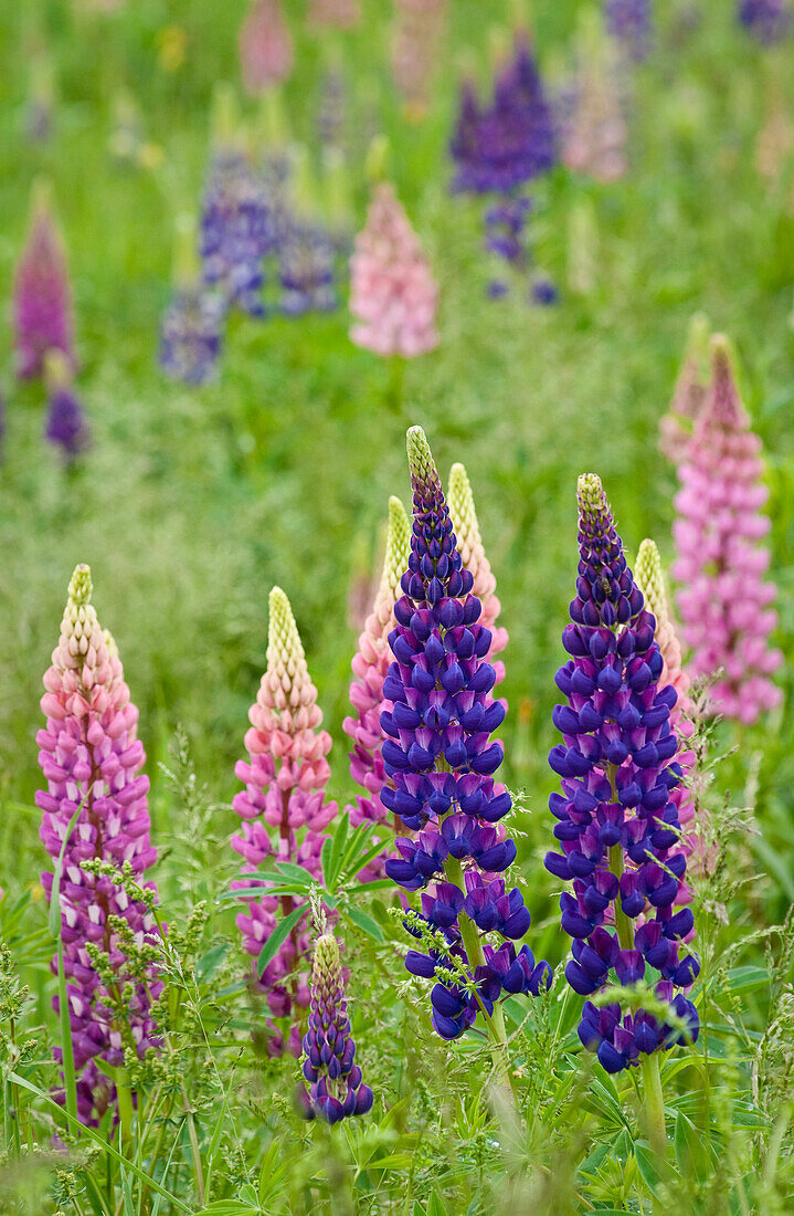 Blühende wilde Lupinen am Straßenrand; Prince Edward Island, Kanada.