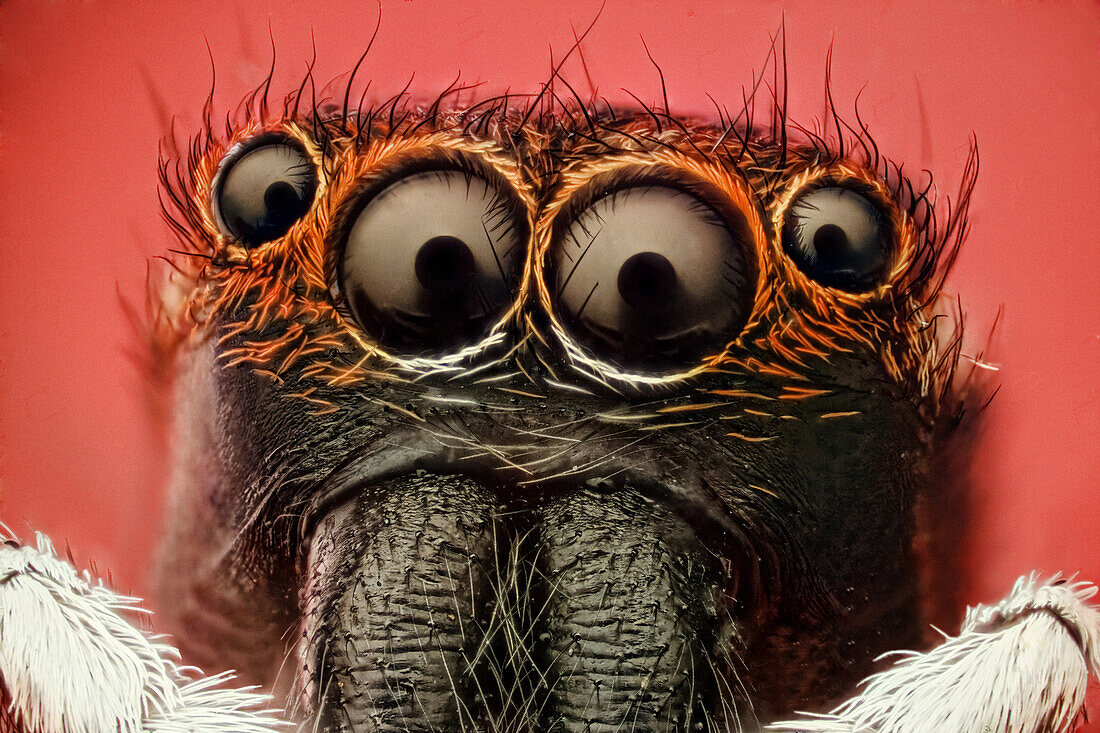 Springspinne; mit etwa 5.00 Arten ist sie die größte Spinnenfamilie. Diese wunderschönen Augen haben sie zu einem gefährlichen Raubtier gemacht.
