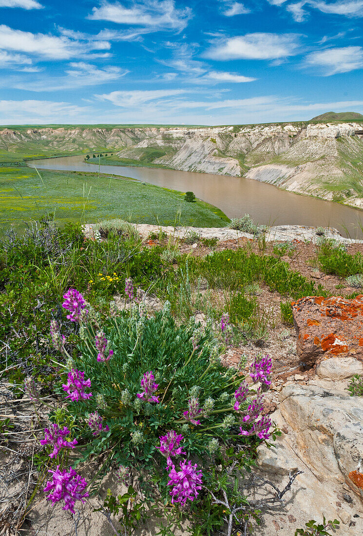 Missouri River and wildflowers from top of Hole In The Wall rock formation, Upper Missouri River Breaks National Monument, Montana.