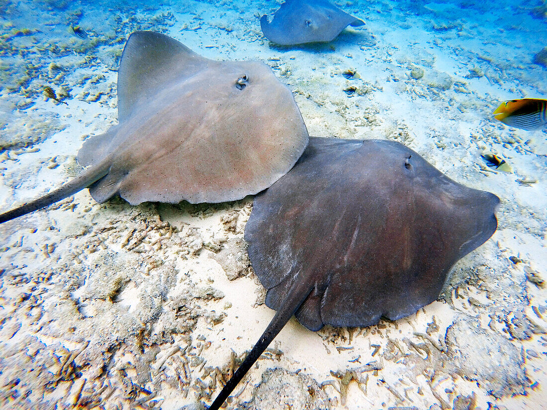 Sting rays in the shallow waters of the Bora Bora lagoon, Moorea, French Polynesia, Society Islands, South Pacific. Cook's Bay.