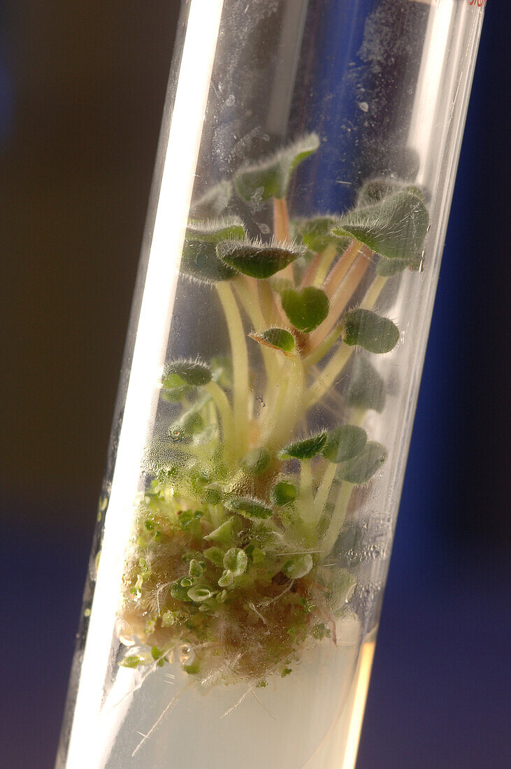 Plant growing in test tube