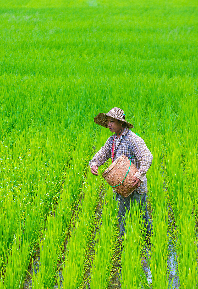 Portrait eines burmesischen Bauern bei der Arbeit auf einem Reisfeld im Shan-Staat Myanmar