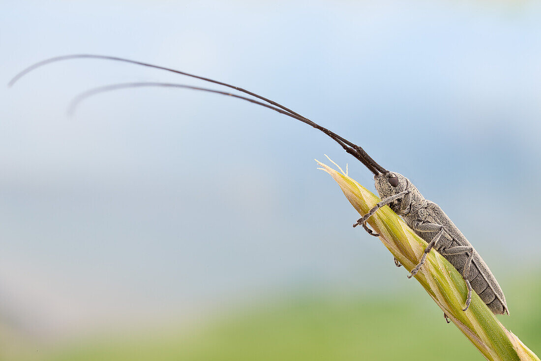 This particular species of longhorn beetle can damage cereal crops but not to an extent of being considered a pest