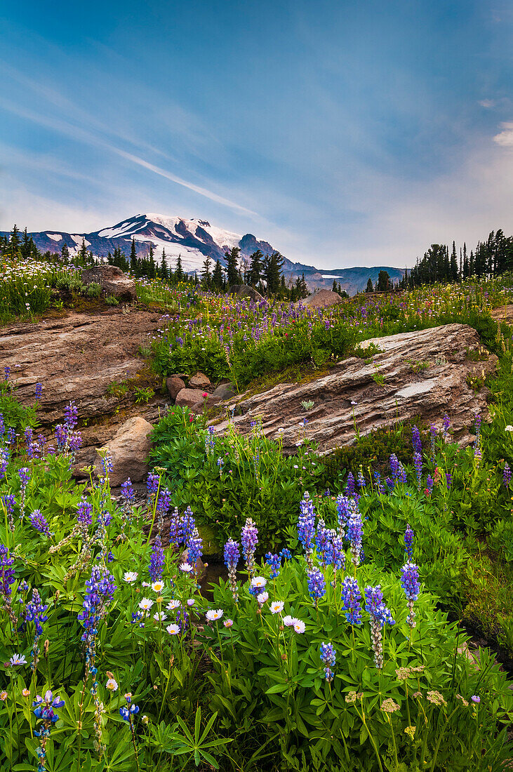 Wildblumen und Mount Adams vom Hellroaring Viewpoint Trail, Bird Creek Meadows, Mount Adams Recreation Area, Yakama Indian Reservation, Washington.
