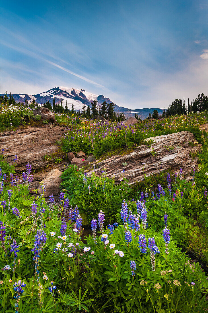 Wildflowers and Mount Adams from Hellroaring Viewpoint Trail, Bird Creek Meadows, Mount Adams Recreation Area, Yakama Indian Reservation, Washington.