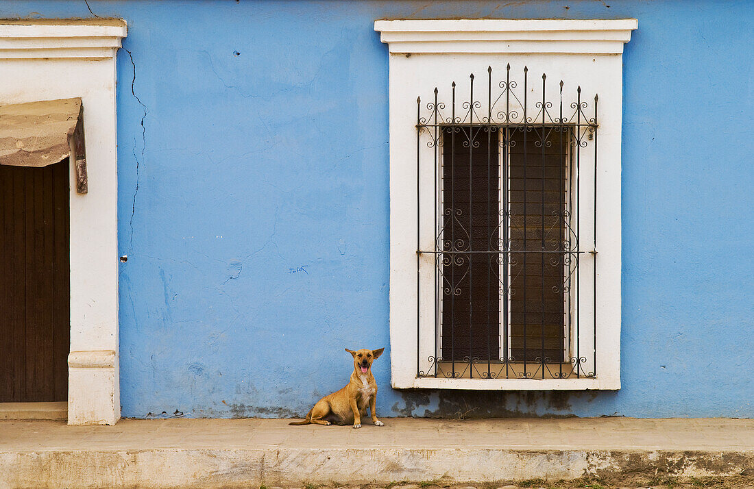 Hund, Fenster und blaue Wand in der Stadt Cosal? in Sinaloa, Mexiko.