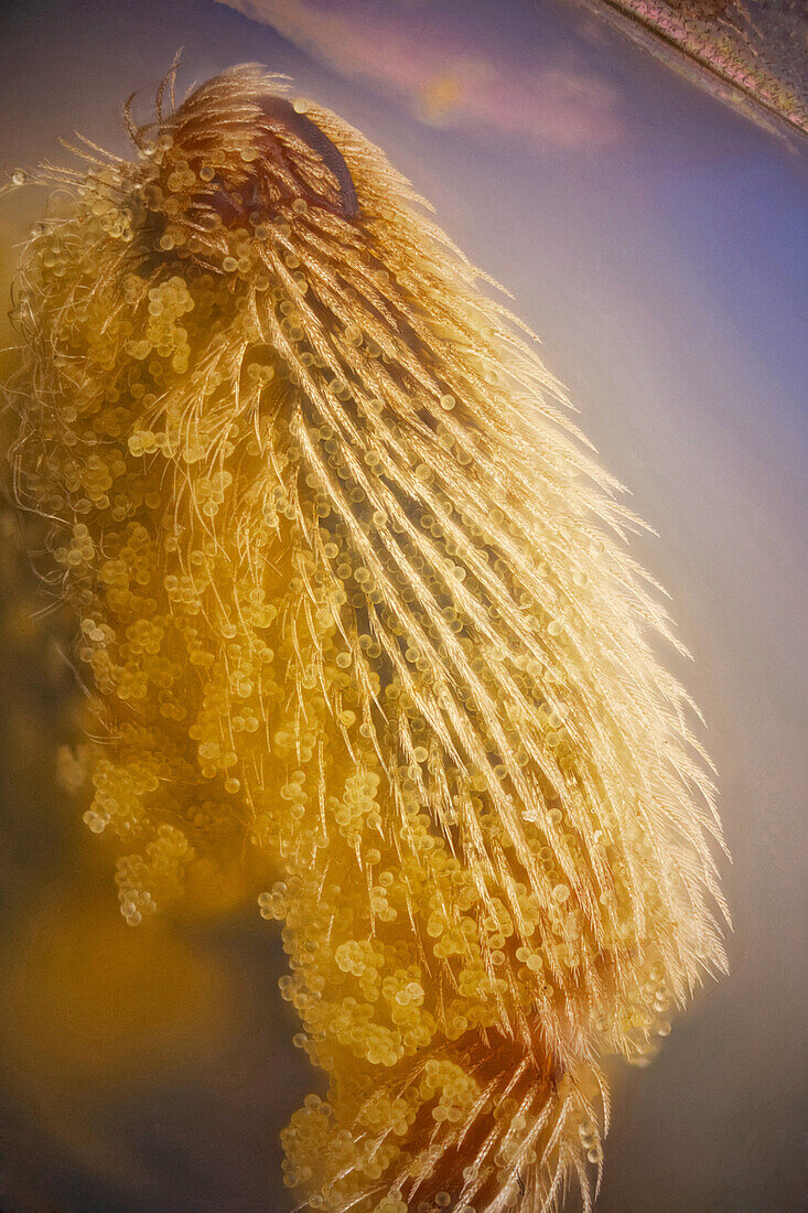 Jede Menge Pollen im Bein dieser Biene, oben rechts ist ein Teil einer parasitären Milbe auf dem Flügel zu sehen