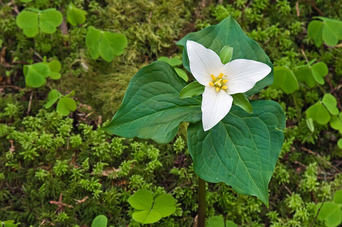 Trillium (Trillium ovatum); Kaskadengebirge, Oregon.