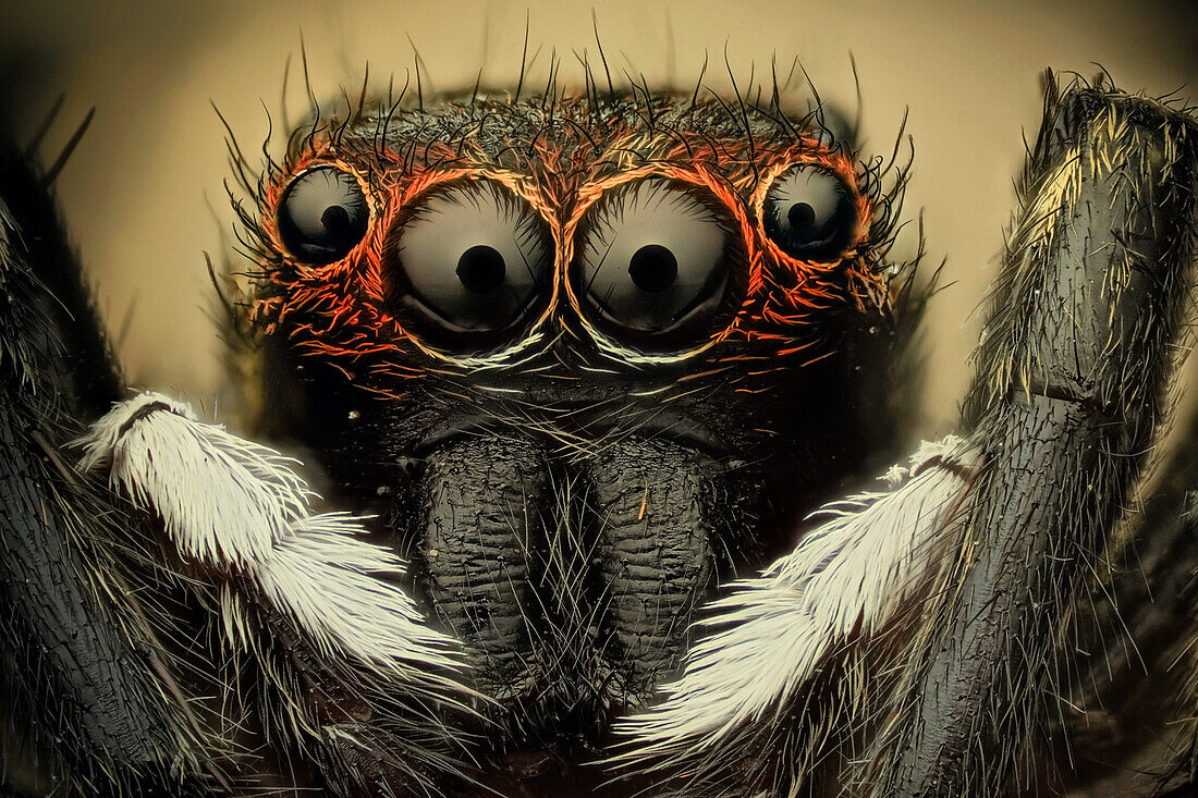 Jumping spider; their superior eyesight helps it track victims; then the jump n them giving the insects little or no time to react