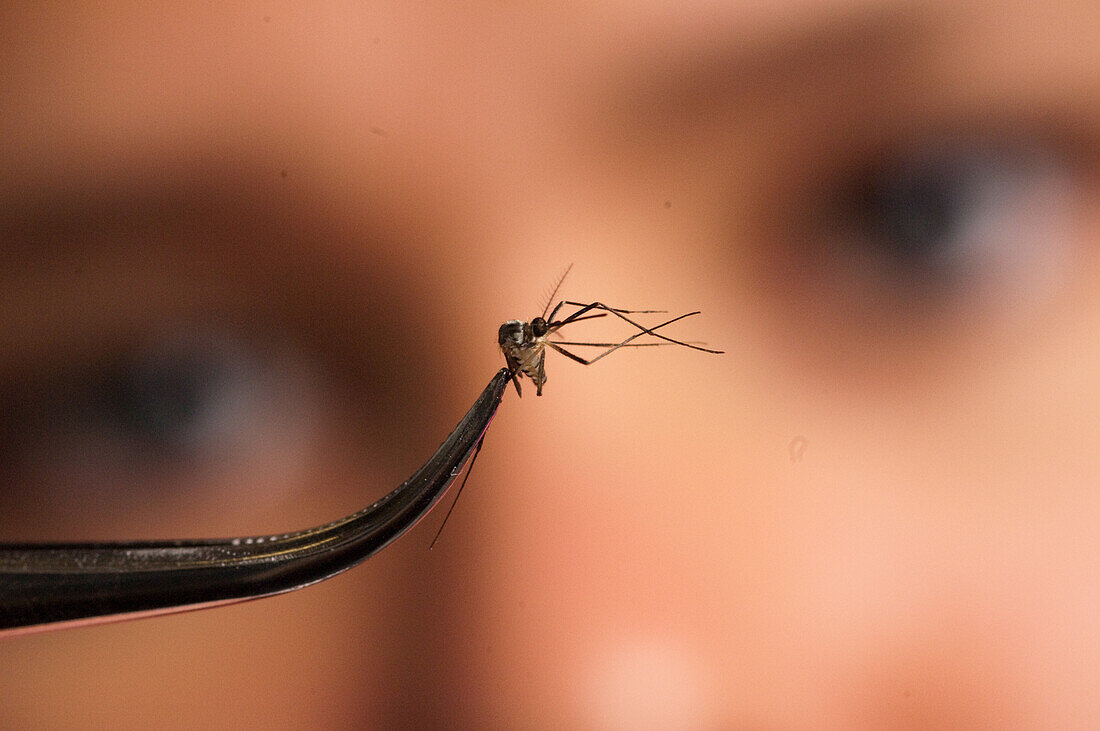 Student studying a mosquito