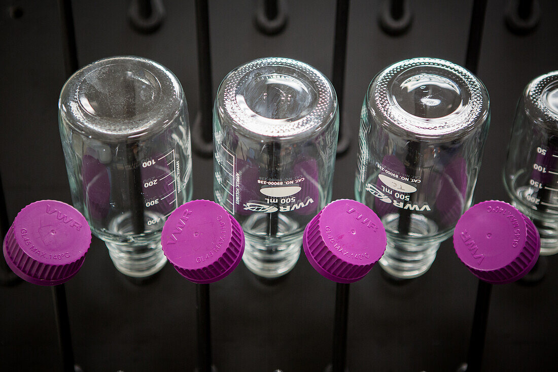 Saubere Laborflaschen mit magentafarbenen Deckeln trocknen in College Park, Maryland, USA