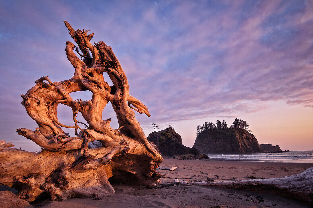 Driftwood on Second Beach, Olympic National Park, Washington.