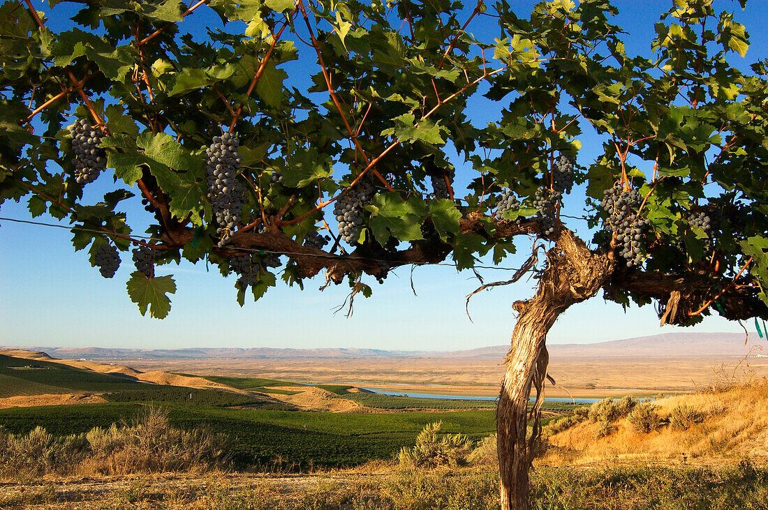 Cabernet Sauvignon grapes and vine, with vineyards, Columbia River and Rattlesnake Hills in distance; Sagemoor Vineyards, Columbia Valley, Washington.