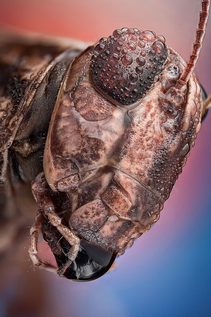 A wet grasshopper, watter drops act as a magnifying glass showing details of the ommatideum