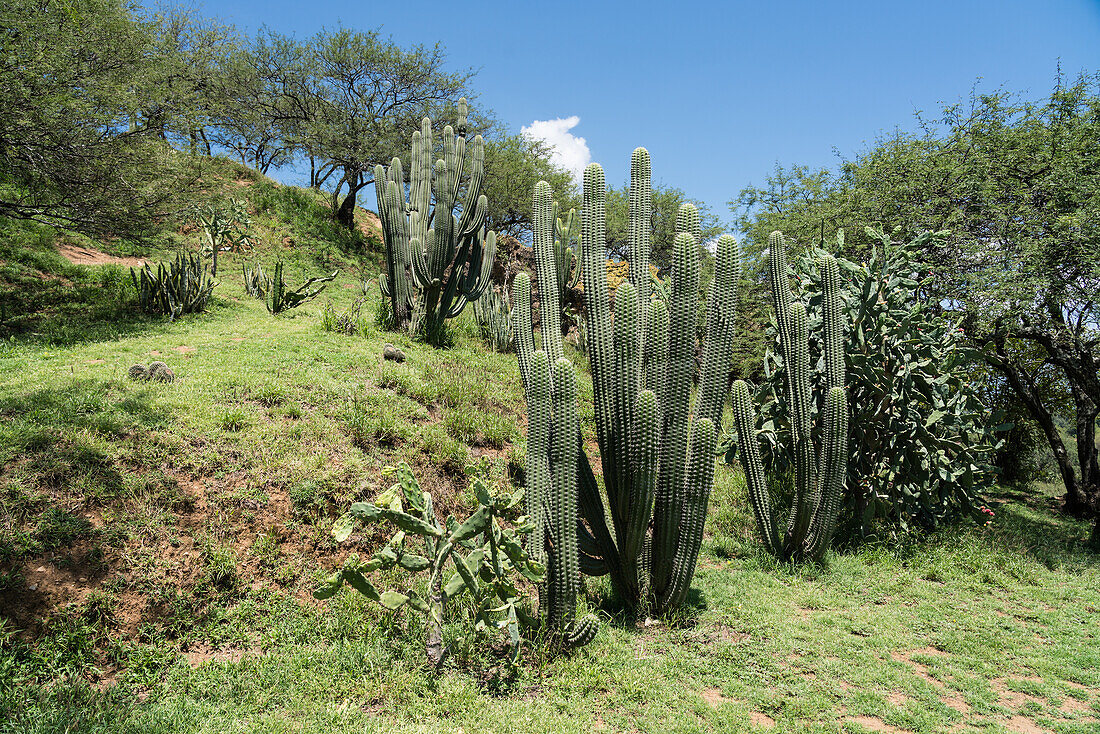 Kakteen und Akazienbäume auf einem der Hügel bei den Ruinen der zapotekischen Stadt Zaachila im Zentraltal von Oaxaca, Mexiko.