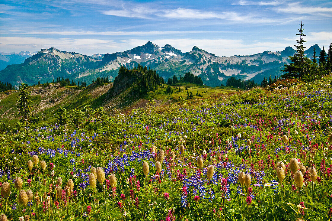 Wildflowers in meadow and view to Tatoosh Range from Skyline Trail in Paradise area; Mount Rainier National Park, Washington.