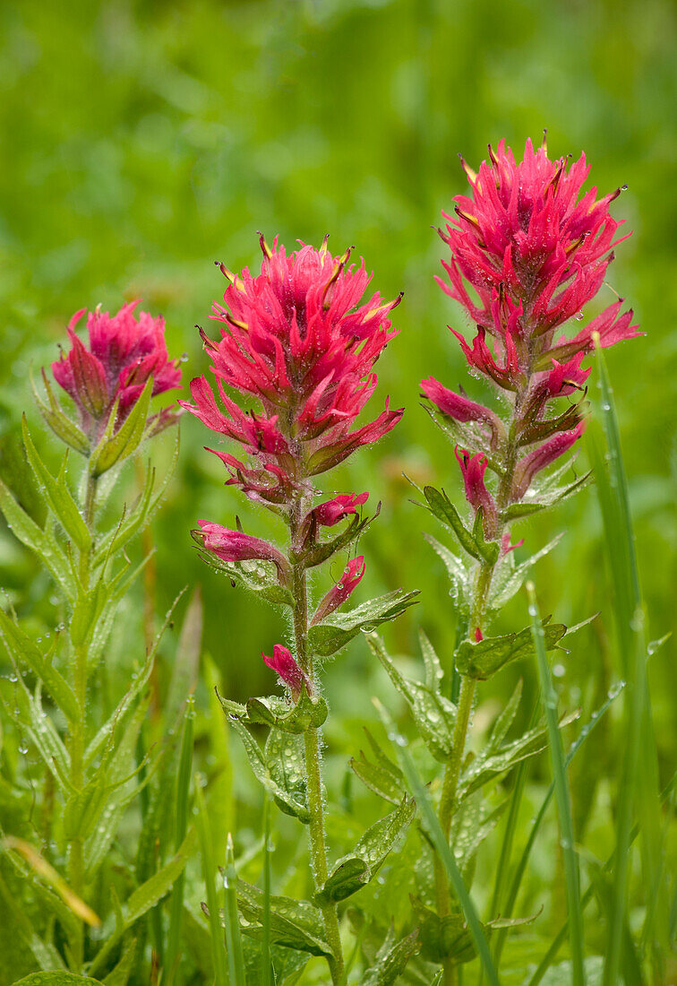 Magenta Paintbrush (Castilleja parviflora); Paradieswiesen, Mount Rainier National Park, Washington.